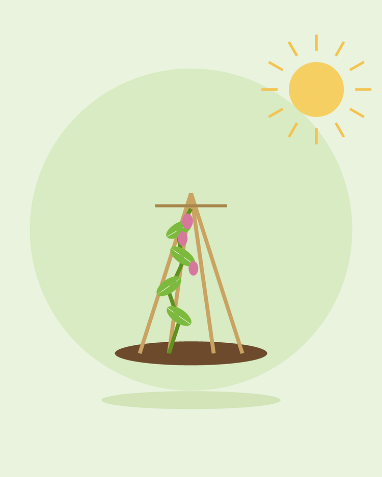 Flat illustration of a climbing plant growing up a cane wigwam — plant supports and trellising, from SeedsChoice
