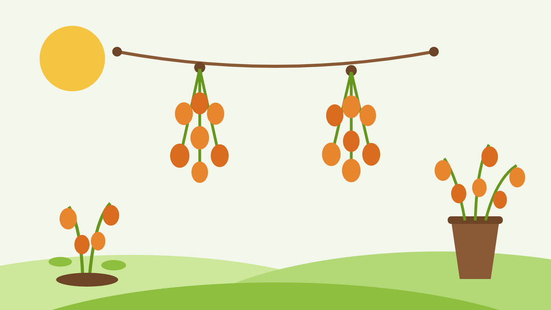 How to dry Chinese lanterns — flat illustration of orange Physalis pods hanging in bunches on a drying line beside a vase of dried stems