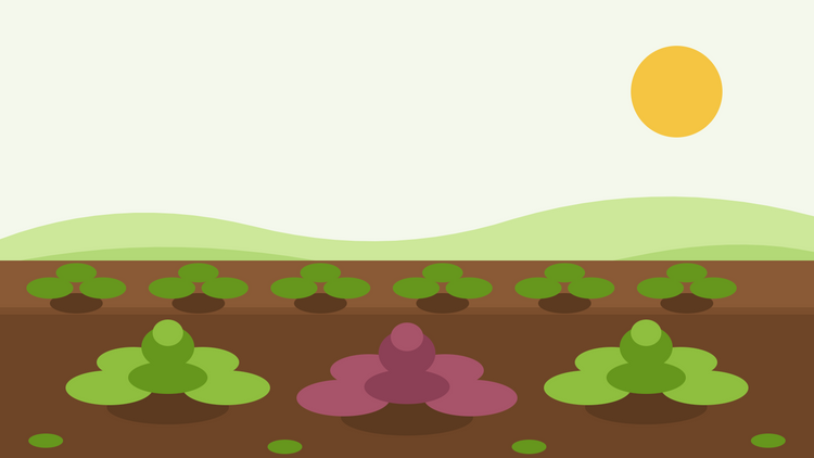 How to grow mustard greens from seed — flat illustration of a vegetable bed with green and red Brassica juncea rosettes in rows under a bright sun