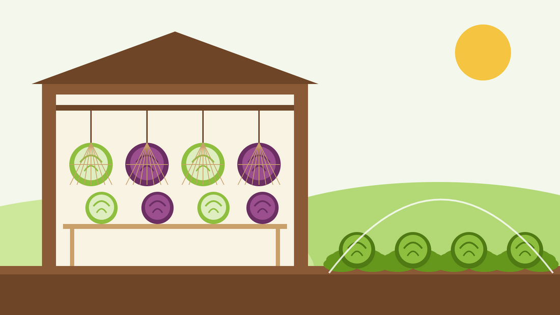 How to store cabbage over winter — flat illustration of white and red cabbages hanging in nets and on a slatted shelf in a garden shed, with savoys under netting outside