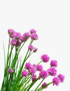 collection_image