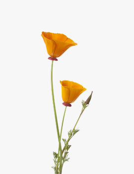 collection_image