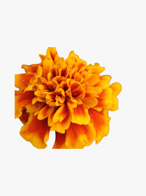 collection_image