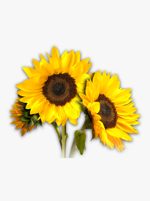 collection_image