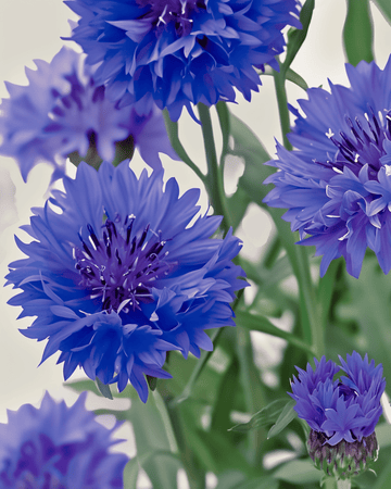 Cornflower Blue Ball seeds (Centaurea cyanus) – organic annual flower