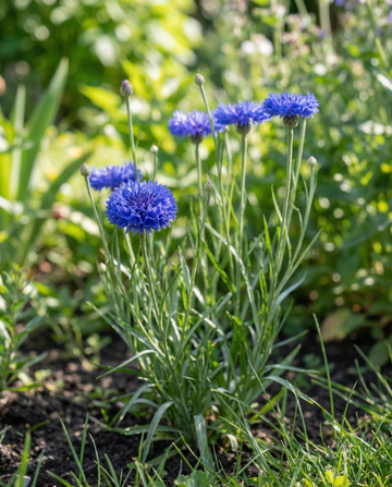 Cornflower Blue Ball (Centaurea cyanus) – organic annual flower seeds from SeedsChoice