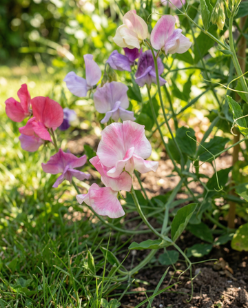 Sweet Pea Spencer Mixed (Lathyrus odoratus) – organic annual flower seeds from SeedsChoice