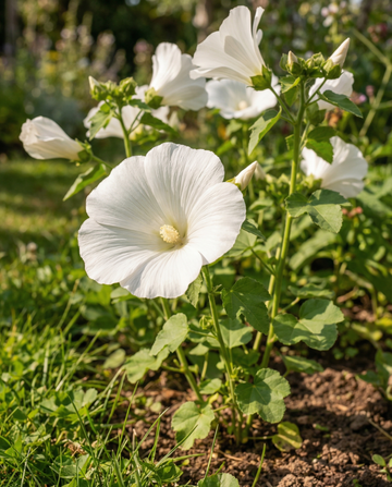 Mallow Mont Blanc (Lavatera trimestris) – organic annual flower seeds from SeedsChoice