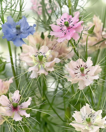 Love In A Mist Persian Jewel seeds (Nigella damascena) – organic annual mix