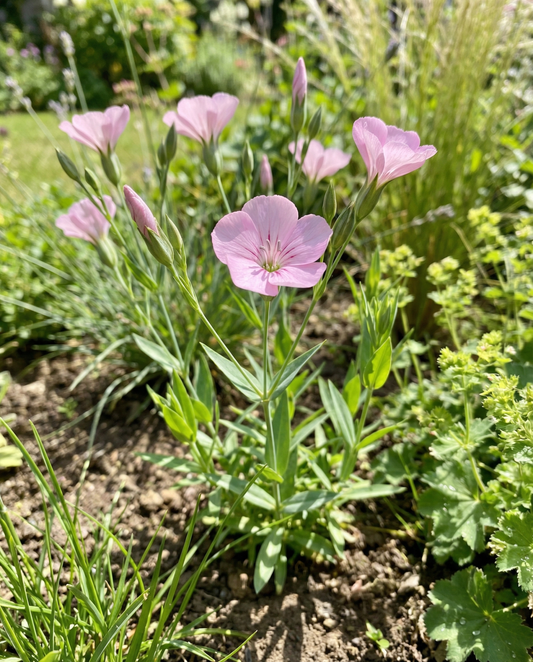 Cowherb Pink Beauty (Saponaria vaccaria) – organic annual herb seeds from SeedsChoice