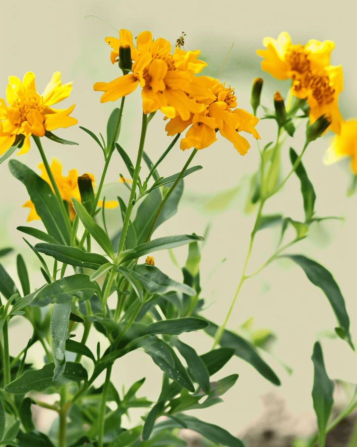 Mexican Tarragon seeds (Tagetes lucida) – organic annual flower