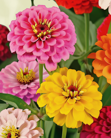 Dahlia Flowered Mix seeds (Zinnia elegans) – organic annual flower