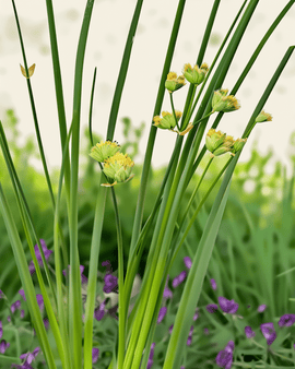 Chives Seeds Organic Allium Schoenoprasum Perennial Prager