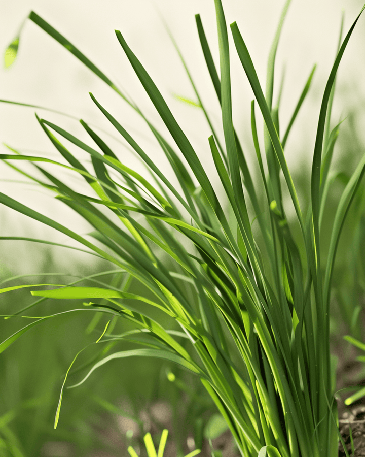 Garlic Chives seeds (Allium tuberosum) – organic perennial herb