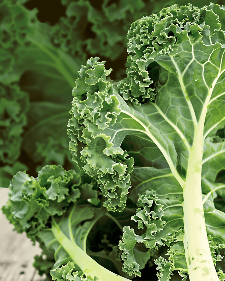Curly Kale Westland Autumn seeds (Brassica oleracea) – organic annual vegetable