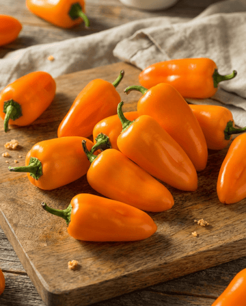 Sweet Snacking Pepper Flynn seeds (Capsicum annuum) – organic annual vegetable