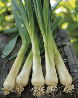 Leek Seeds Organic Allium Porrum Hannibal Annual Variety