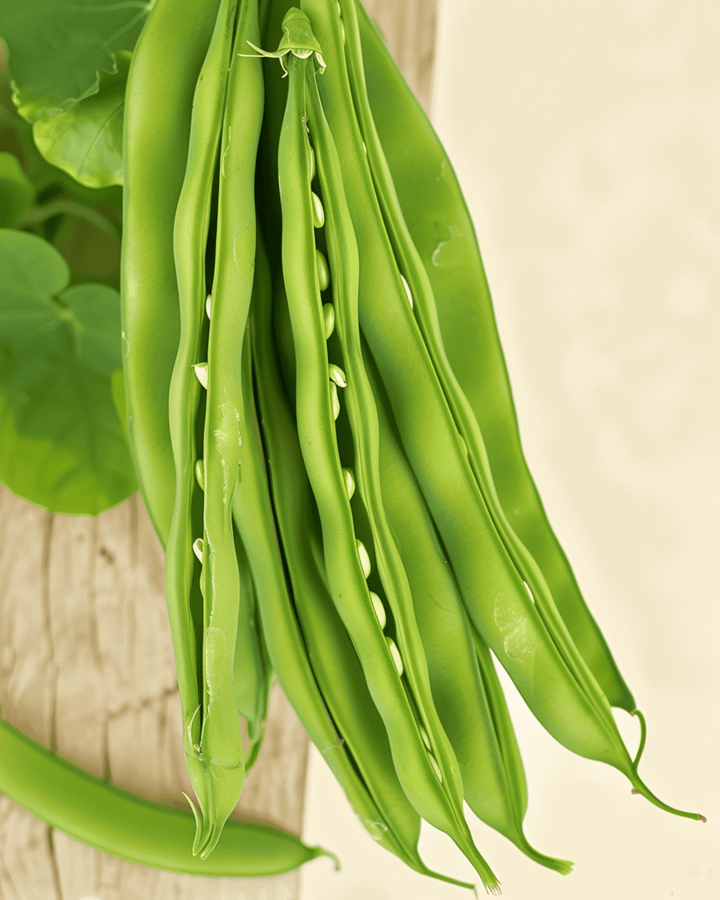 Bush Bean Maxi seeds (Phaseolus vulgaris) – organic annual vegetable