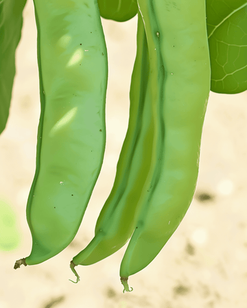Broad Bean Witkiem 50g seeds (Vicia faba) – organic annual vegetable