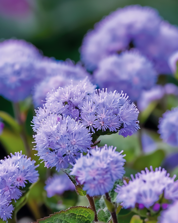Floss Blue Mink seeds (Ageratum houstonianum) – annual flower
