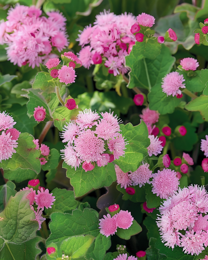 Flossflower Pink Ball seeds (Ageratum houstonianum) – annual flower