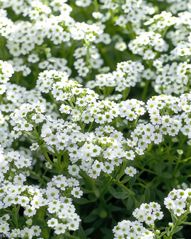 Alyssum Snowcloth Seeds Lobularia Maritima Annual