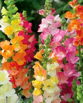 Snapdragon Seeds Antirrhinum Majus Annual Mix Half Tall