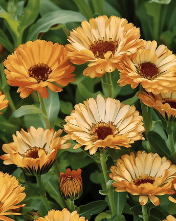 Marigold Touch Of Red Buff seeds (Calendula officinalis) – annual flower