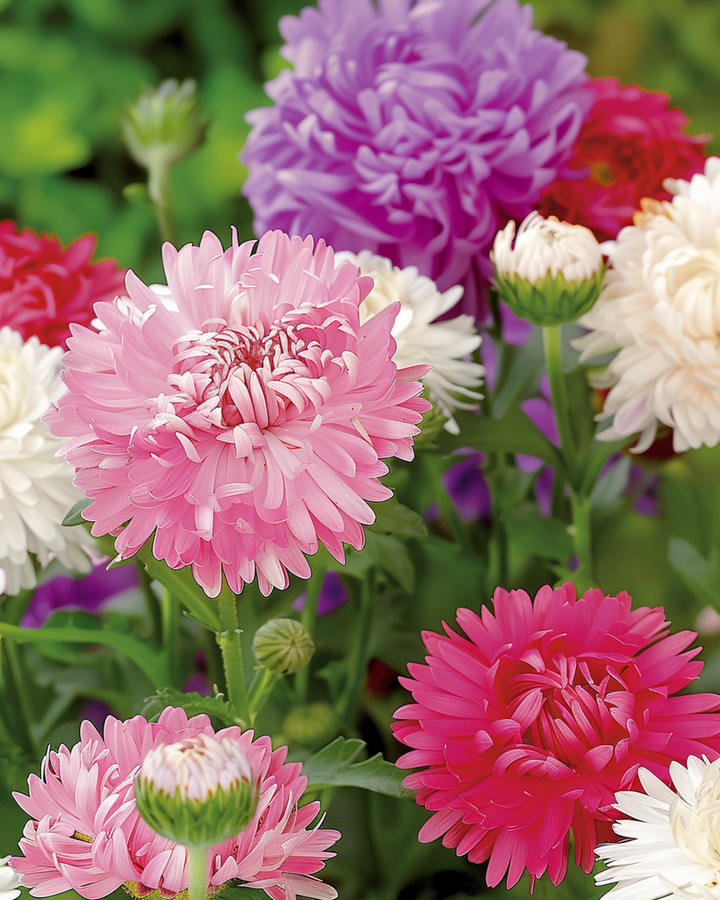 Aster Ostrich Feather Mixed Colors seeds (Callistephus chinensis) – annual mix