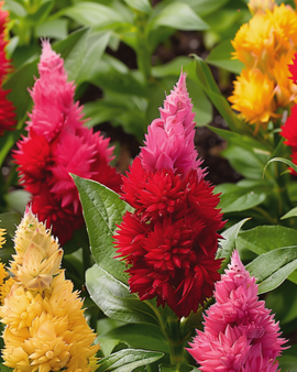 Celosia Seeds Ice Cream Mixed Celosia Argentea Annual
