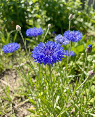 Cornflower Blue Ball (Centaurea cyanus) – annual flower seeds from SeedsChoice