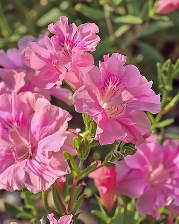 Godetia Sweetheart Pink Flowered Azalea seeds (Clarkia amoena) – annual flower