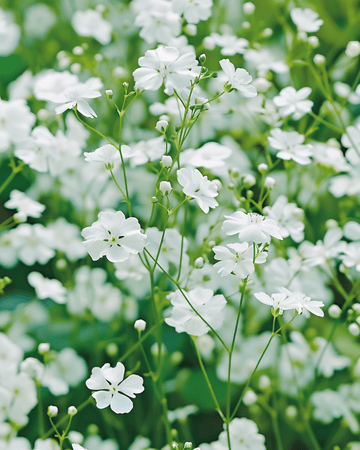 Baby's Breath Covent Garden White seeds (Gypsophila elegans) – annual