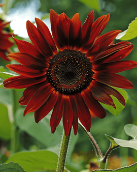 Sunflower Evening Sun Seeds Helianthus Annuus Annual