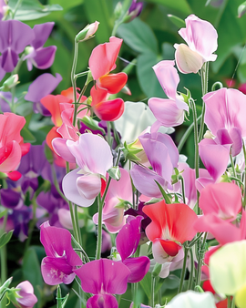 Sweet Pea Seeds Royal Family Mixed Lathyrus Odoratus Annual