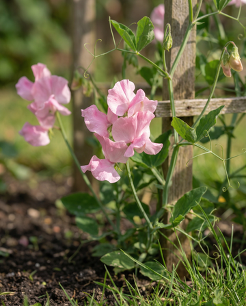Sweet Pea Royal Family Pink (Lathyrus odoratus) – annual flower seeds from SeedsChoice