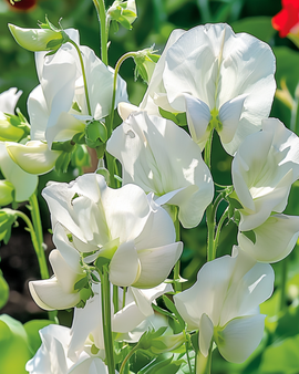 Sweet Pea Seeds Royal Family White Lathyrus Odoratus Annual