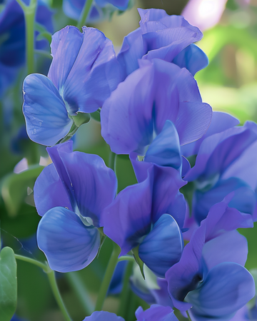 Sweet Pea Royal Family Blue seeds (Lathyrus odoratus) – annual flower