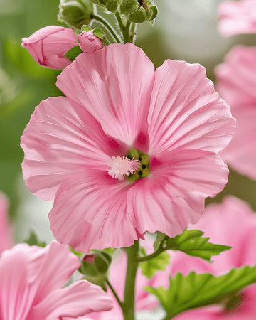 Mallow Silver Cup seeds (Lavatera trimestris) – annual flower