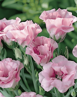 Lisianthus Seeds Pink Single Eustoma Russellianum Annual Flower
