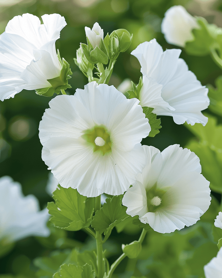 White Queen seeds (Malope trifida) – annual flower