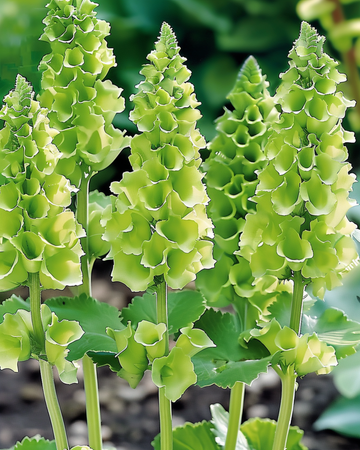 Molucella Irish Bells Cut seeds (Moluccella laevis) – flower