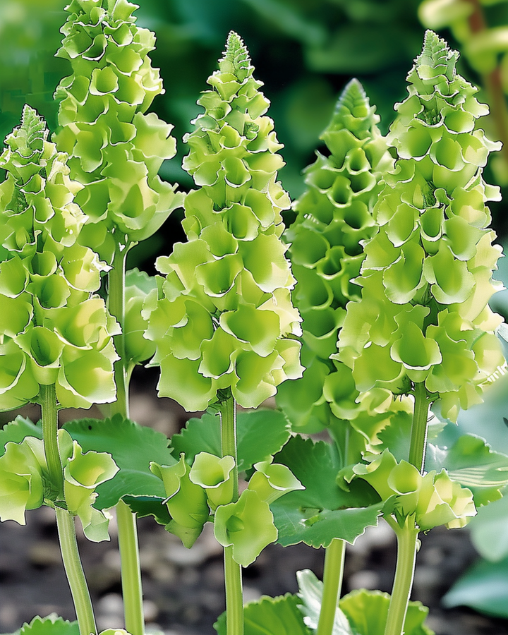 Molucella Irish Bells Cut seeds (Moluccella laevis) – flower