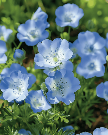Baby Blue Eyes Sky seeds (Nemophila menziesii) – annual