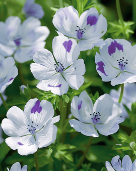 Baby Blue Eyes Seeds Nemophila Maculata Annual Flowers