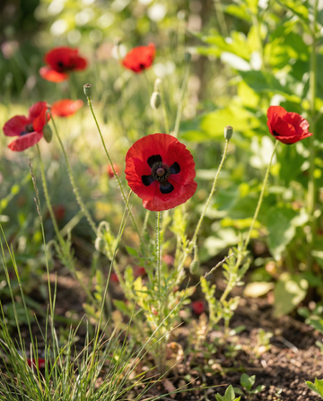 Poppy Lady Bird (Papaver commutatum) – annual flower seeds from SeedsChoice