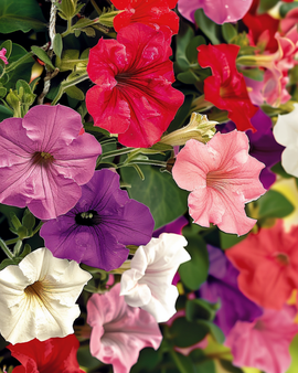 Petunia Pendula Seeds Petunia Pendula Annual Mixed Colors