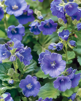 California Bluebell Seeds Phacelia Campanularia Annual Flower