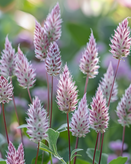 Lambs Tails Seeds Ptilotus Exaltatus Joey Perennial Flower