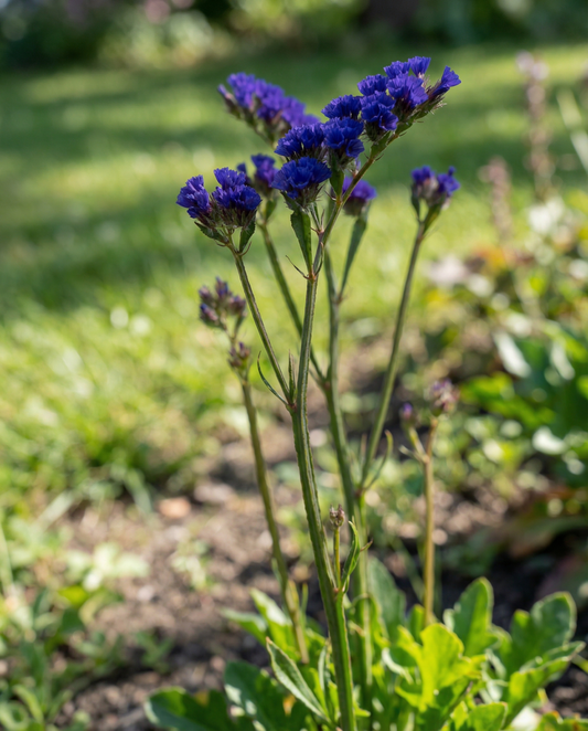 Sea Lavender Fortune Dark Blue (Limonium sinuatum) – annual seeds from SeedsChoice